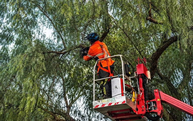 Professionally maintained trees enhancing Melbourne property presentation