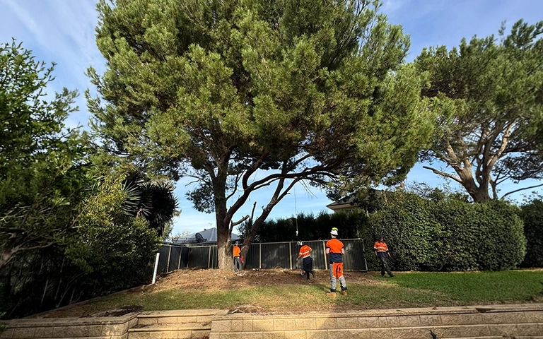 Professional tree removal near a residential property in Melbourne