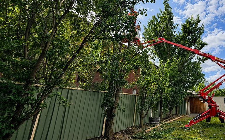 Dangerous tree requiring professional tree removal near a Melbourne home