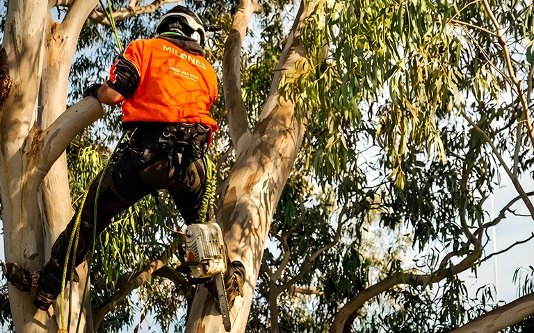 Qualified arborist performing professional tree maintenance