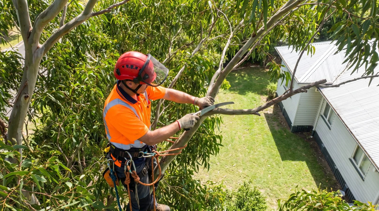 Professional arborist carrying out selective tree pruning