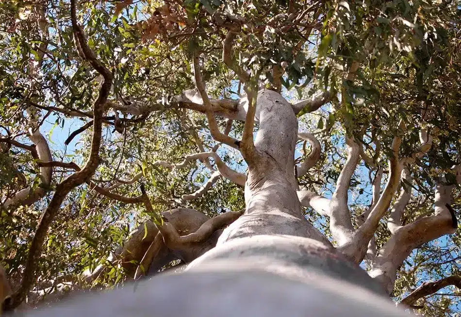 Mature gum tree assessed before gum tree removal in Victoria