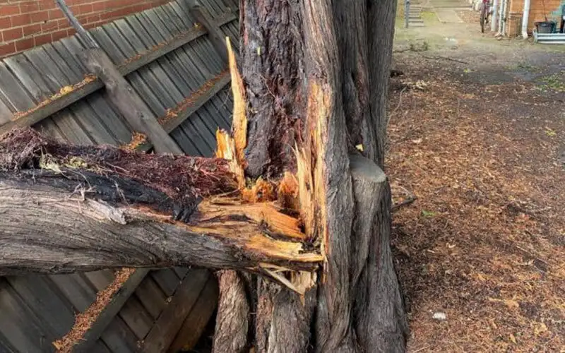 Damaged gum tree requiring assessment for safe gum tree removal