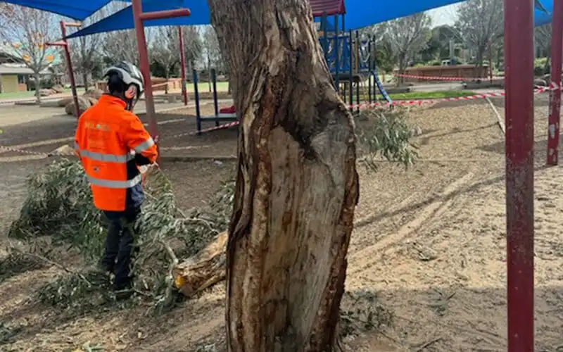 Arborist assessing a damaged tree for removal in Bass Coast Shire Council