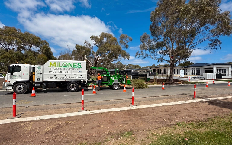 Arborist assessing a large mature tree before removal work