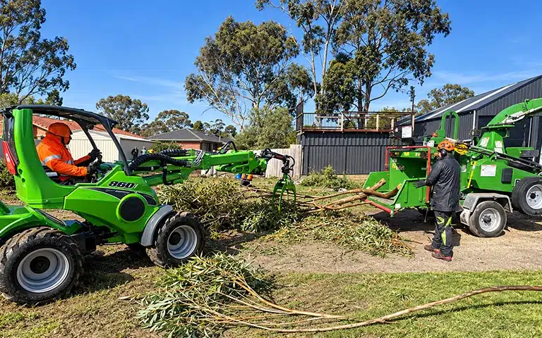 Professional arborist managing vegetation around a property