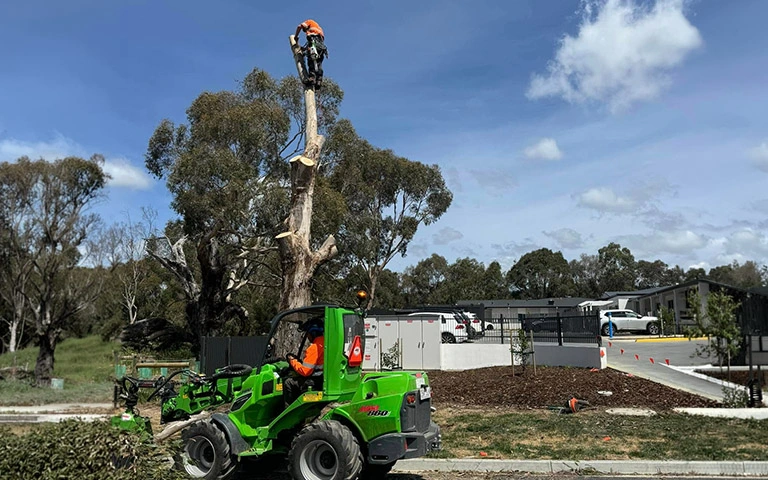 Professional tree removal of a large tree near a Melbourne property