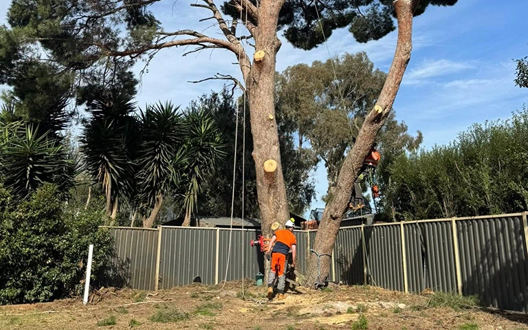 Professional arborist carrying out controlled removal of a large tree branch