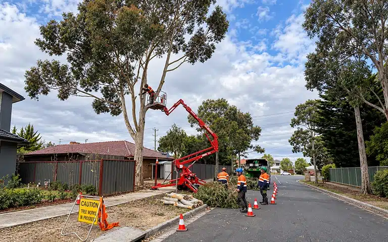 Professional tree removal crew using specialised equipment at a Melbourne property