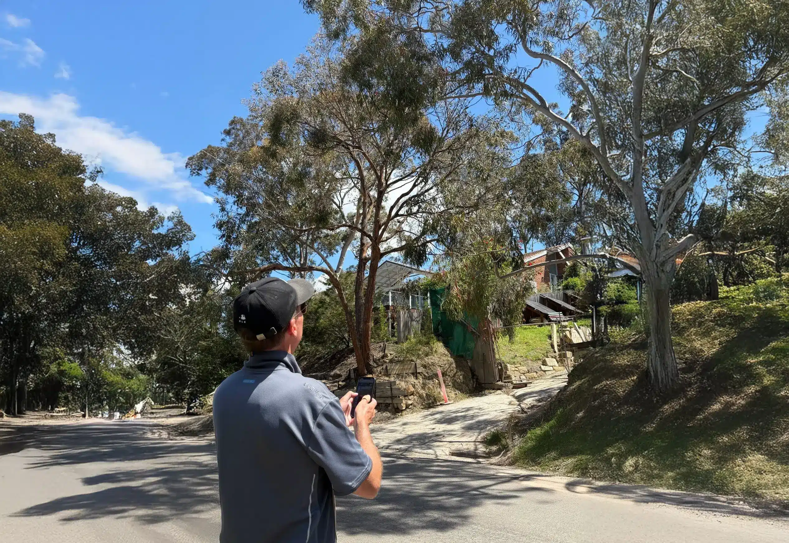 tree assessment for cardinia tree removal