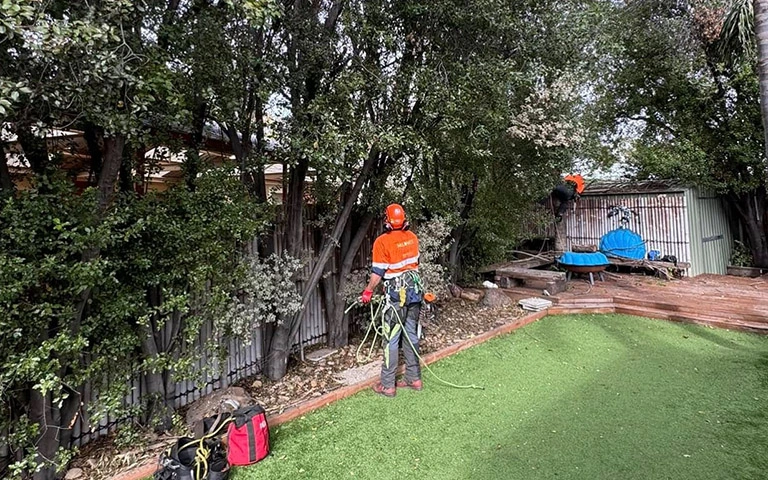 Arborist assessing a mature tree before tree lopping