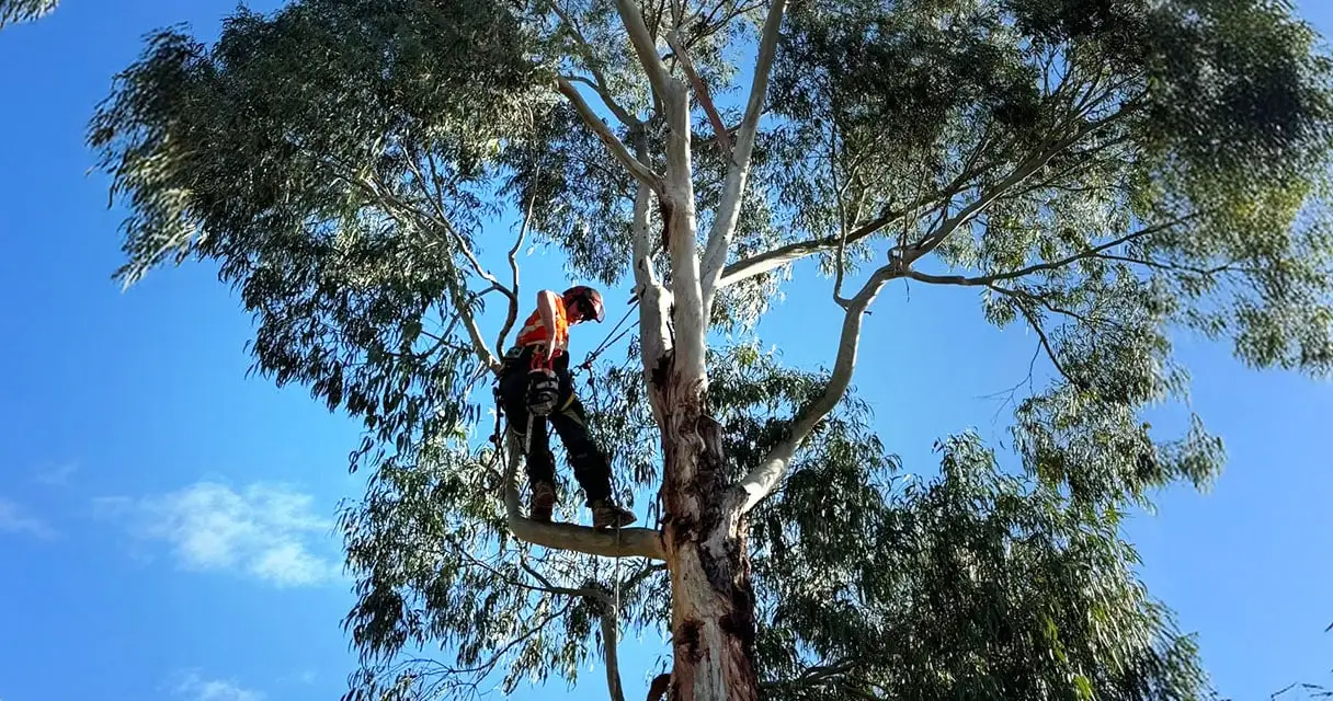 Arborist carrying out tree pruning as part of vegetation management services